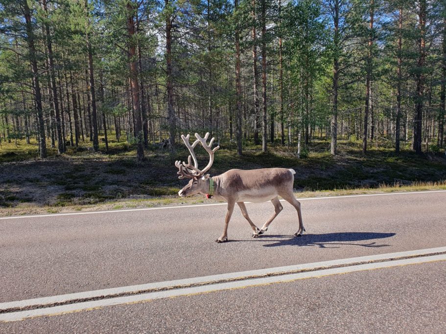 Rentier auf den Strassen in Finnland
