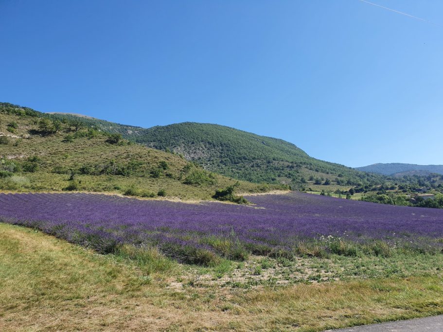 Lavendelfeld Lavendelfeld mit leuchtenden violetten Blumen und sanften Hügeln im Hintergrund.